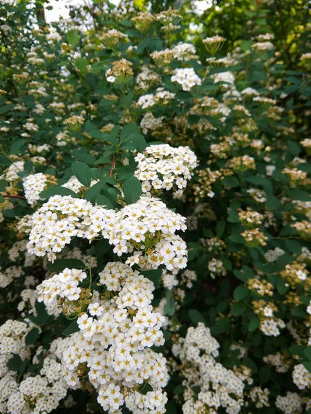 Rosa Multiflora Květiny Zahradě Malé Bílé Květy Křoví Botanická Zahrada — Stock fotografie