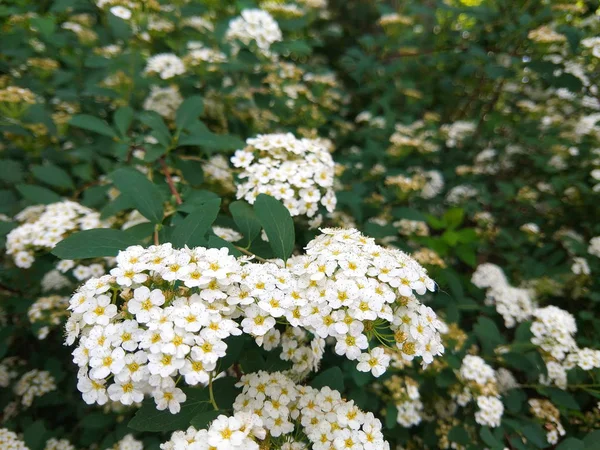 Rosa Monoflerowy Kwiaty Ogrodzie Małe Białe Kwiaty Krzakach Ogród Botaniczny — Zdjęcie stockowe