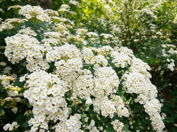 Rosa Multiflora Blommor Trädgården Små Vita Blommor Buskar Botaniska Trädgården — Stockfoto