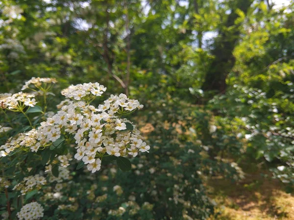 Rosa Multiflora Flores Jardim Pequenas Flores Brancas Nos Arbustos Jardim — Fotografia de Stock