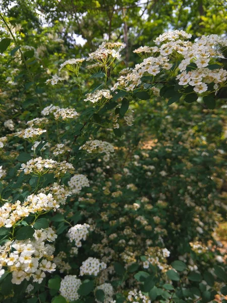 Rosa Multiflora Blumen Garten Kleine Weiße Blüten Den Sträuchern Botanischer — Stockfoto