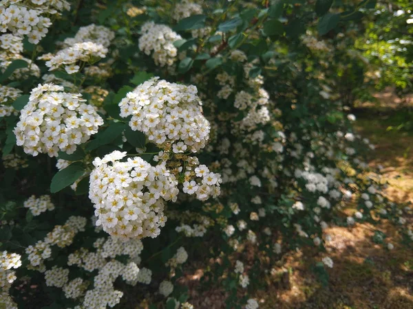 Rosa Multiflora Blumen Garten Kleine Weiße Blüten Den Sträuchern Botanischer — Stockfoto