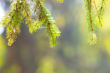 Doğal yeşillik ladin dalı. Bulanık bir arkaplanda firavun dalları. Noel ve Yeni Yıl konsepti. Boşluğu kopyala