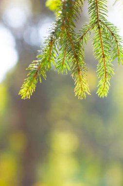 Doğal yeşillik ladin dalı. Bulanık bir arkaplanda firavun dalları. Noel ve Yeni Yıl konsepti. Boşluğu kopyala