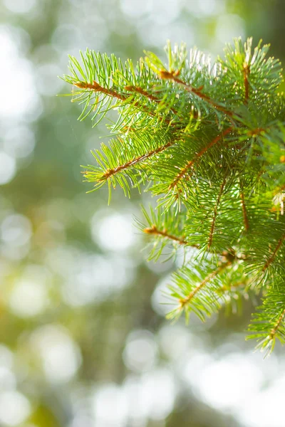 가문비나무 가지입니다 배경에 전나무 가지가 크리스마스와 컨셉이야 — 스톡 사진