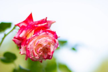 Yağmur damlalı pembe gül çiçeği. Bahçedeki güzel pembe gül. Gül çiçeği bulanık arka planda çiçek açar. Boşluğu kopyala