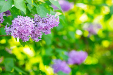 Çiçek açan leylağın bahar dalı. Bulanık arkaplandaki leylak çiçekleri. Bulanık yeşil yapraklı mor leylak çiçeği. Boşluğu kopyala