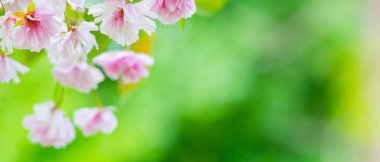 Güzel pembe kiraz çiçeği (Sakura). Yumuşak odak kiraz çiçeği ya da bulanık arka planda sakura çiçeği. Sakura ve yeşil yapraklar güneşte. Boşluğu kopyala