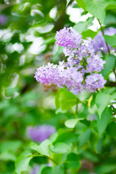开着的紫丁香的春枝 丁香花束在模糊的背景上 紫丁香花 绿叶模糊 复制空间 — 图库照片