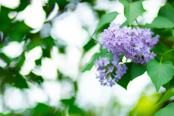 Spring Branch Blossoming Lilac Lilac Flowers Bunch Blurred Background Purple — Stock Photo, Image