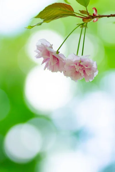 Beautiful Pink Cherry Blossom Sakura Flower Soft Focus Cherry Blossom — Stock Photo, Image