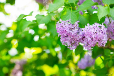 Çiçek açan leylağın bahar dalı. Bulanık arkaplandaki leylak çiçekleri. Bulanık yeşil yapraklı mor leylak çiçeği. Boşluğu kopyala