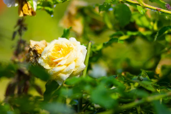 Rosa Amarilla Con Gotas Lluvia Hermosa Rosa Amarilla Jardín Flor —  Fotos de Stock