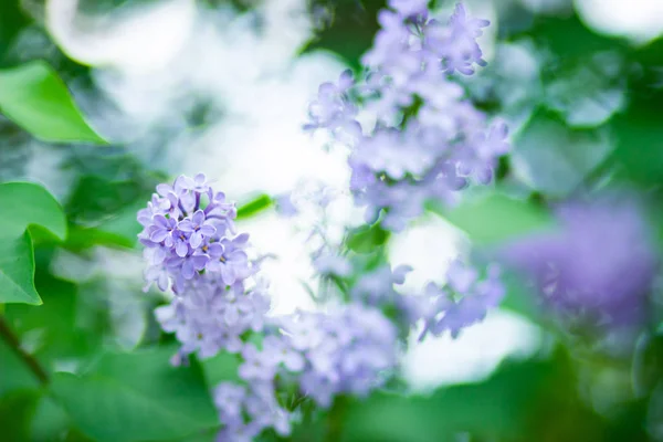 Spring Branch Blossoming Lilac Lilac Flowers Bunch Blurred Background Purple — Stock Photo, Image