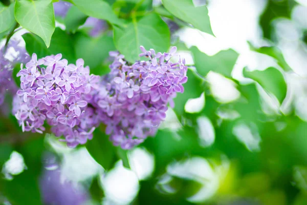 开着的紫丁香的春枝 丁香花束在模糊的背景上 紫丁香花 绿叶模糊 复制空间 — 图库照片