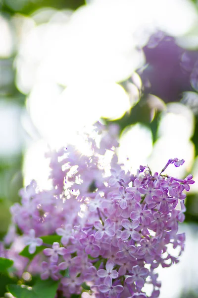 Çiçek Açan Leylağın Bahar Dalı Bulanık Arkaplandaki Leylak Çiçekleri Bulanık — Stok fotoğraf