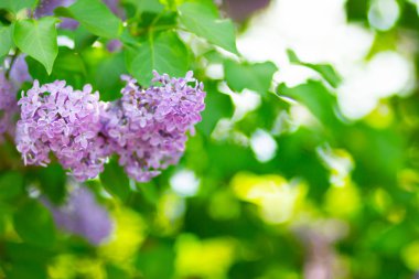 Çiçek açan leylağın bahar dalı. Bulanık arkaplandaki leylak çiçekleri. Bulanık yeşil yapraklı mor leylak çiçeği. Boşluğu kopyala