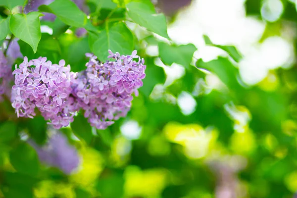 Çiçek açan leylağın bahar dalı. Bulanık arkaplandaki leylak çiçekleri. Bulanık yeşil yapraklı mor leylak çiçeği. Boşluğu kopyala