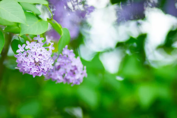 开着的紫丁香的春枝 丁香花束在模糊的背景上 紫丁香花 绿叶模糊 复制空间 — 图库照片