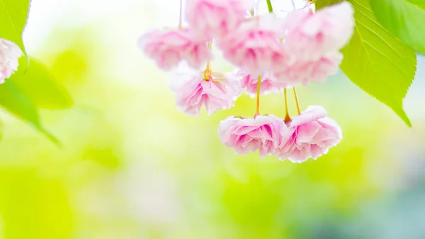 Beautiful Pink Cherry Blossom Sakura Flower Soft Focus Cherry Blossom — Stock Photo, Image