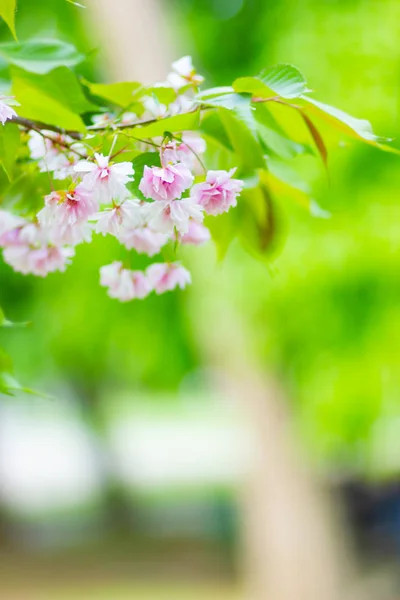 Beautiful Pink Cherry Blossom Sakura Flower Soft Focus Cherry Blossom — Stock Photo, Image