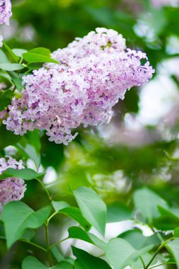 Çiçek açan leylağın bahar dalı. Bulanık arkaplandaki leylak çiçekleri. Bulanık yeşil yapraklı mor leylak çiçeği. Boşluğu kopyala