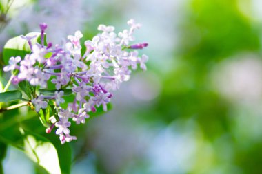 Çiçek açan leylağın bahar dalı. Bulanık arkaplandaki leylak çiçekleri. Bulanık yeşil yapraklı mor leylak çiçeği. Boşluğu kopyala