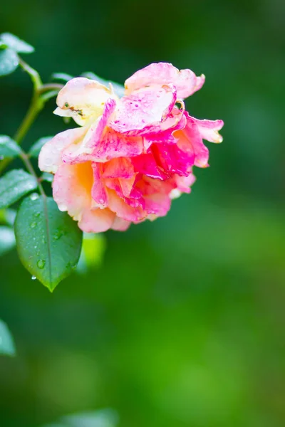 빗방울이 분홍색 정원에 아름다운 분홍빛 장미가 있었습니다 배경에 피었다 — 스톡 사진