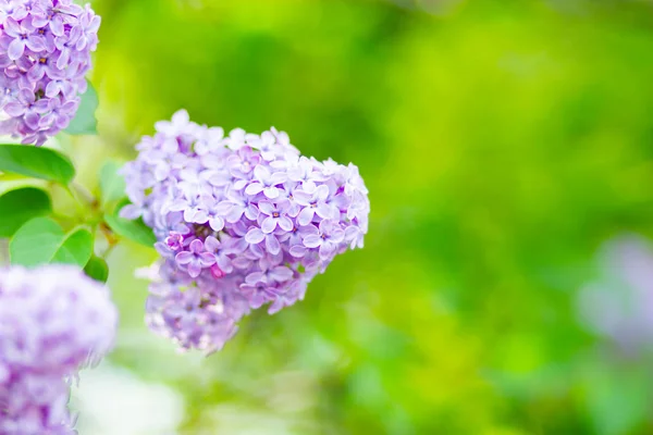 Jarní Větev Kvetoucího Šeříku Lilac Květiny Shluk Přes Rozmazané Pozadí — Stock fotografie