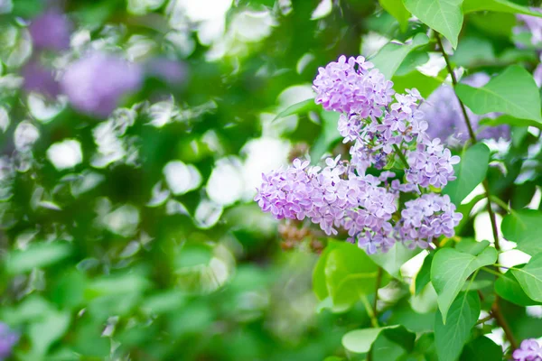 Branche Printanière Lilas Fleurs Bouquet Fleurs Lilas Sur Fond Flou — Photo