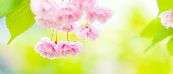 Beautiful Pink Cherry Blossom Sakura Flower Soft Focus Cherry Blossom — Stock Photo, Image