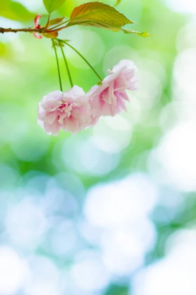 Beautiful Pink Cherry Blossom Sakura Flower Soft Focus Cherry Blossom — Stock Photo, Image