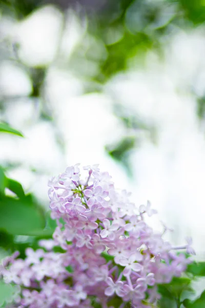 开着的紫丁香的春枝 丁香花束在模糊的背景上 紫丁香花 绿叶模糊 复制空间 — 图库照片