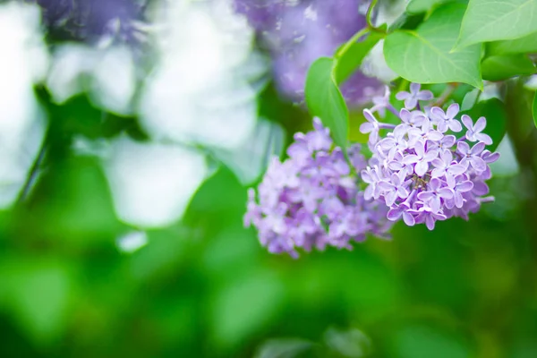 Branche Printanière Lilas Fleurs Bouquet Fleurs Lilas Sur Fond Flou — Photo