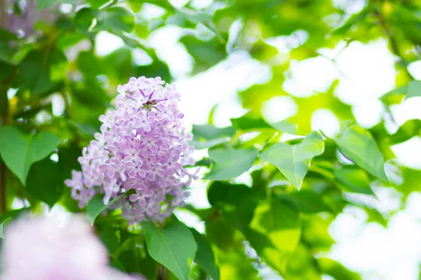 꽃피는 라일락의 봄가지 라일락 있습니다 보라색 라일락 뿌옇게 빛나는 있습니다 — 스톡 사진