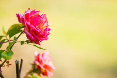 Yağmur damlalı pembe gül çiçeği. Bahçedeki güzel pembe gül. Gül çiçeği bulanık arka planda çiçek açar. Boşluğu kopyala