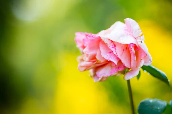 Różowy Kwiat Róży Kroplami Deszczu Piękna Różowa Róża Ogrodzie Kwiat — Zdjęcie stockowe