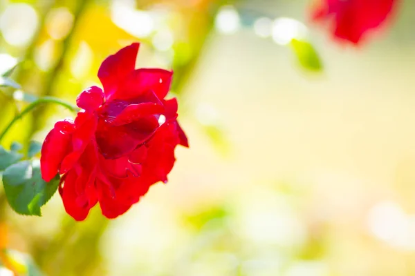 Różowy Kwiat Róży Kroplami Deszczu Piękna Różowa Róża Ogrodzie Kwiat — Zdjęcie stockowe