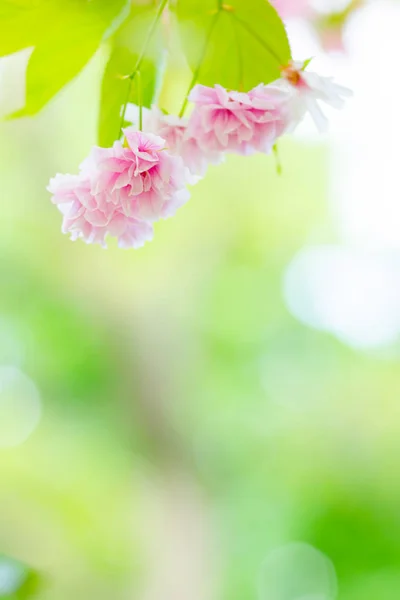 Beautiful Pink Cherry Blossom Sakura Flower Soft Focus Cherry Blossom — Stock Photo, Image