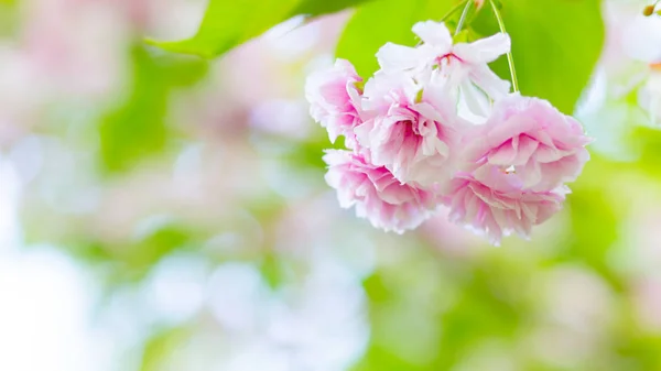 Beautiful Pink Cherry Blossom Sakura Flower Soft Focus Cherry Blossom — Stock Photo, Image