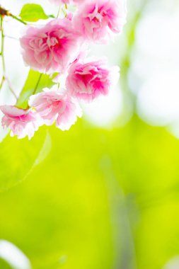 Pembe kiraz çiçeği (Sakura). Yumuşak odak kiraz çiçeği ya da bulanık arka planda sakura çiçeği. Sakura ve yeşil yapraklar güneşte. Sevgililer Günü. Boşluğu kopyala