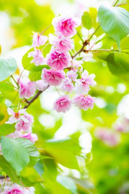 Pembe kiraz çiçeği (Sakura). Yumuşak odak kiraz çiçeği ya da bulanık arka planda sakura çiçeği. Sakura ve yeşil yapraklar güneşte. Sevgililer Günü. Boşluğu kopyala