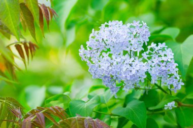Çiçek açan leylağın bahar dalı. Bulanık arkaplandaki leylak çiçekleri. Bulanık yeşil yapraklı mor leylak çiçeği. Sevgililer Günü. Boşluğu kopyala