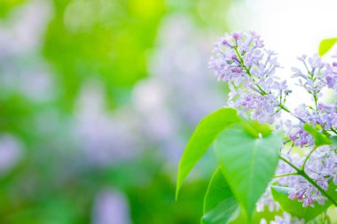 Çiçek açan leylağın bahar dalı. Bulanık arkaplandaki leylak çiçekleri. Bulanık yeşil yapraklı mor leylak çiçeği. Sevgililer Günü. Boşluğu kopyala