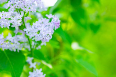Çiçek açan leylağın bahar dalı. Bulanık arkaplandaki leylak çiçekleri. Bulanık yeşil yapraklı mor leylak çiçeği. Sevgililer Günü. Boşluğu kopyala