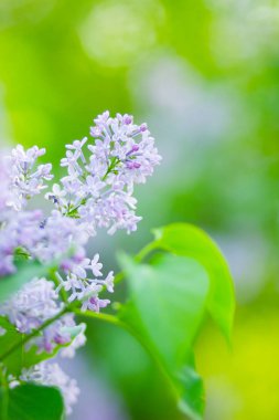 Çiçek açan leylağın bahar dalı. Bulanık arkaplandaki leylak çiçekleri. Bulanık yeşil yapraklı mor leylak çiçeği. Sevgililer Günü. Boşluğu kopyala