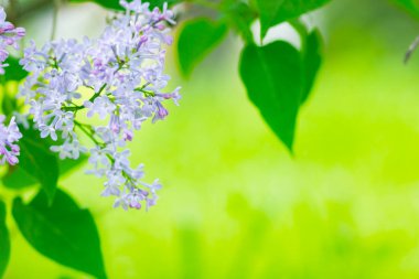 Çiçek açan leylağın bahar dalı. Bulanık arkaplandaki leylak çiçekleri. Bulanık yeşil yapraklı mor leylak çiçeği. Sevgililer Günü. Boşluğu kopyala