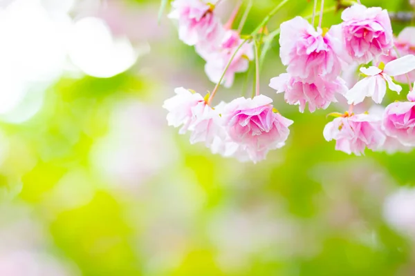Rosa Kirschblüte Sakura Blume Weicher Fokus Kirschblüte Oder Sakura Blume — Stockfoto