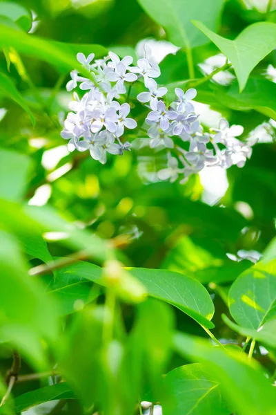 Frühlingszweig Des Blühenden Flieders Fliederblumen Blühen Vor Verschwommenem Hintergrund Lila — Stockfoto