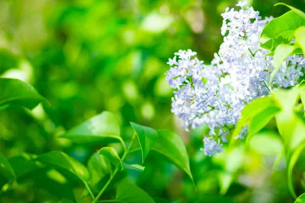 Çiçek açan leylağın bahar dalı. Bulanık arkaplandaki leylak çiçekleri. Bulanık yeşil yapraklı mor leylak çiçeği. Sevgililer Günü. Boşluğu kopyala
